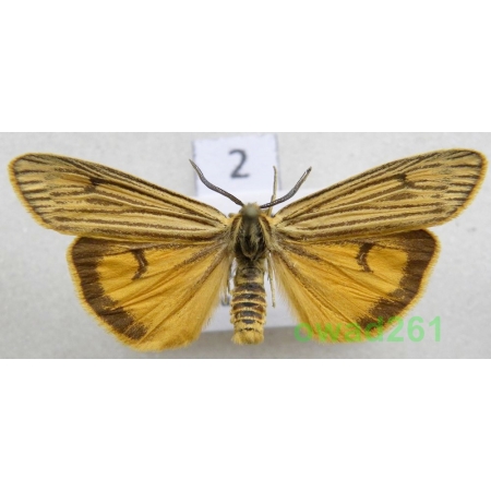 Coscinia striata (Linnaeus, 1758) male Czech2